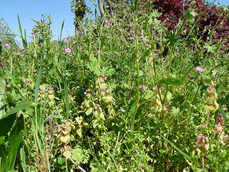 Geranium molle / Geranio volgare